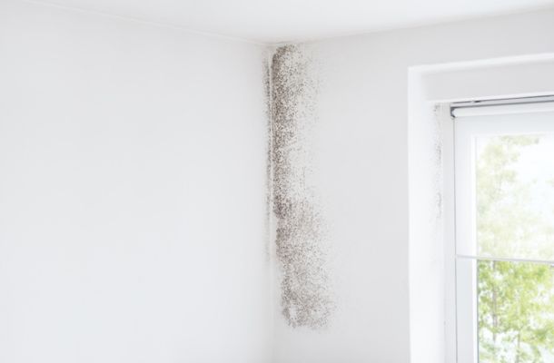 Fort-Myers-Florida-Mold-Remediation-Project-1-1